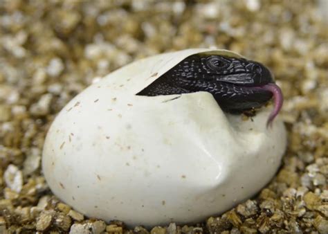 The Columbus Zoo has successfully bred six beaded lizard hatchlings (VIDEO).