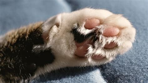 10 Things You Didn't Know about Cat Paws