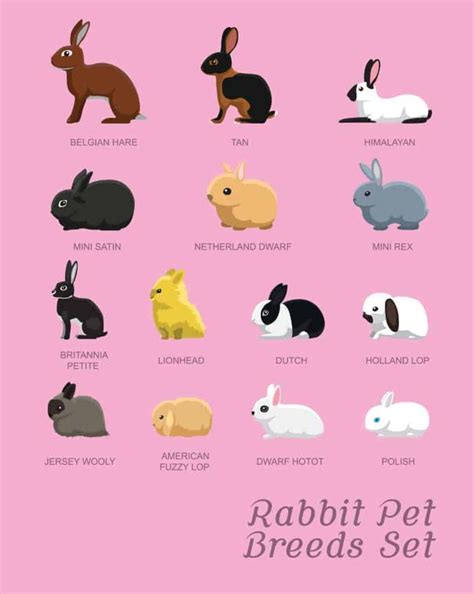 rabbits and their names in different colors on a pink background with the words rabbit pet ...