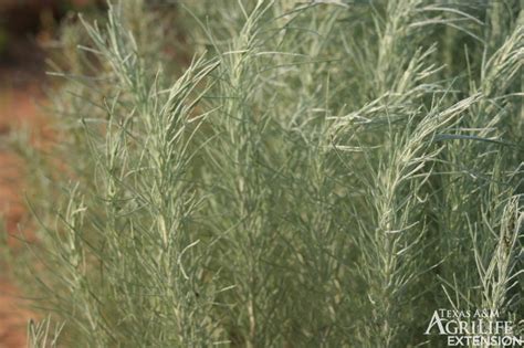 Plants of Texas Rangelands » Sand Sagebrush