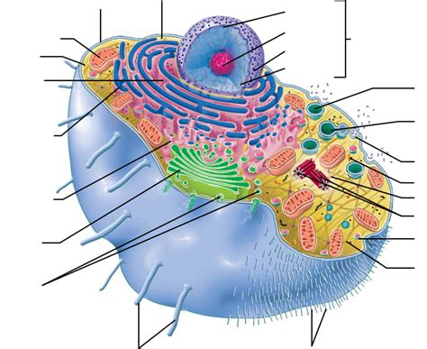 Cell Organelles Worksheet Quizlet | TUTORE.ORG - Master of Documents