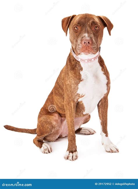 Pit Bull Dog Wearing Pink Collar Stock Photo - Image of animal ...