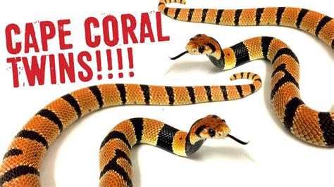 TWIN CAPE CORAL SNAKE BABIES! - YouTube