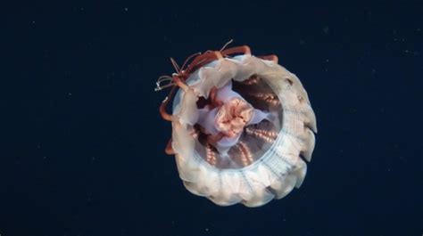 New Species of Bizarre Deep Sea Jellyfish Spotted! | Featured Creature