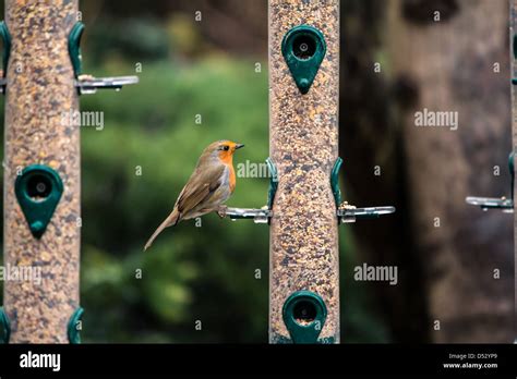 robin at bird feeder Stock Photo - Alamy