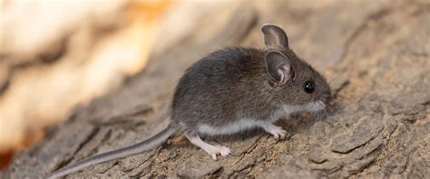 Deer Mice | A Guide To Deer Mice Found In Washington State