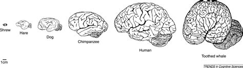 Evolution of the brain and intelligence: Trends in Cognitive Sciences