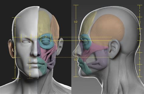 human body study , donghoo lee | Head anatomy, Body study, Anatomy for artists