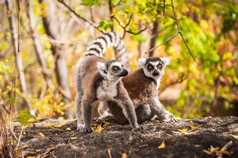 Shadows Of Africa - The best safari travel agency