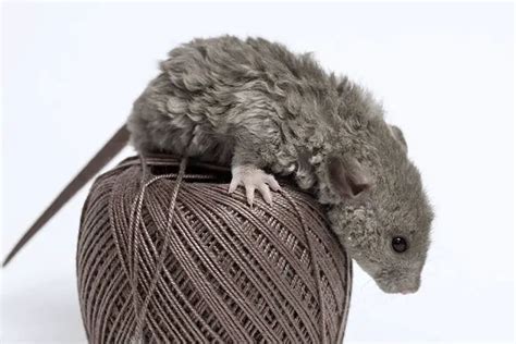 Pet Rat Types, Colors & Breeds: A Complete Guide | ThePetFAQ