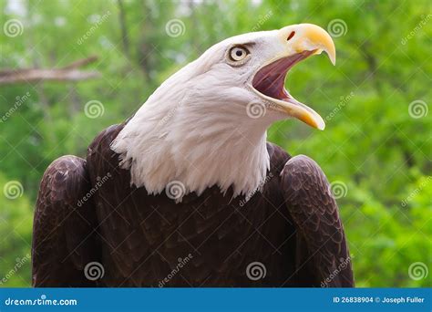 American Bald Eagle Close Up Stock Photo - Image of hunt, nature: 26838904