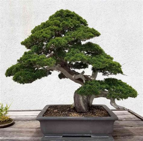 19 Types of Bonsai Tree Species to Grow