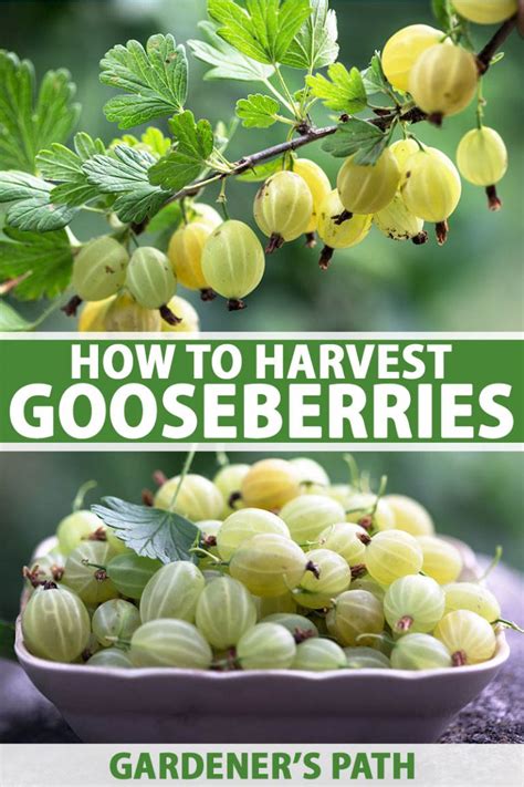 How and When to Harvest Gooseberries | Gardener’s Path