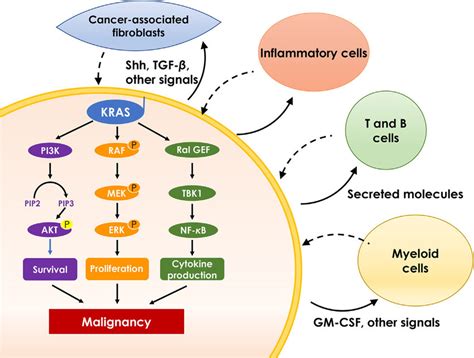 The major KRAS effector pathways. Oncogenic KRAS activates ...