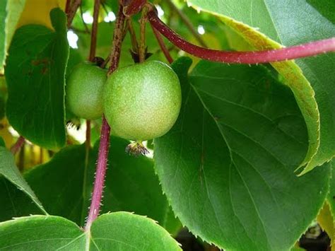 Propagating Hardy Kiwi ~ Spectacular Results! - YouTube