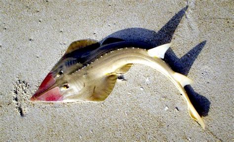 Shovelnose Ray – "OCEAN TREASURES" Memorial Library