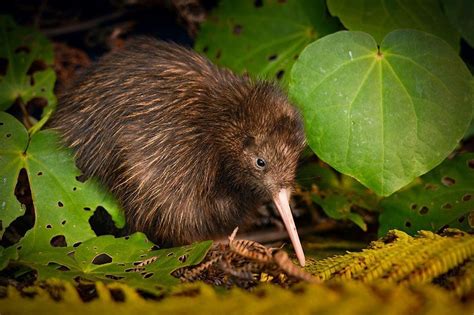 Kiwi comeback: The plan to reintroduce New Zealand's national bird to Wellington | SBS News