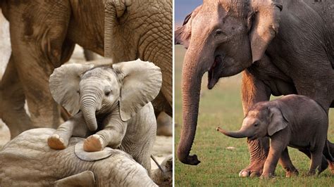 This Adorable Video Of A 20-Minute-Old Baby Elephant Dancing Is All Yo