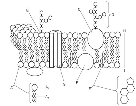 Cell membrane Quiz Diagram | Quizlet