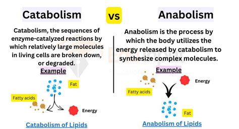 Differences Between Catabolism And Anabolism