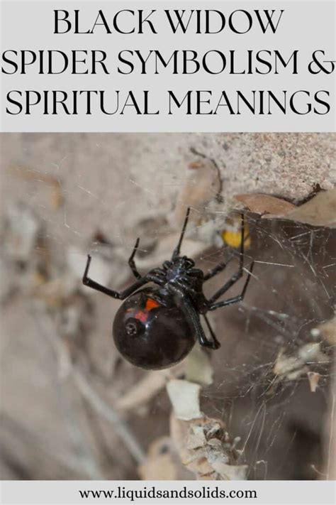 Black Widow Spider Symbolism & Spiritual Meanings