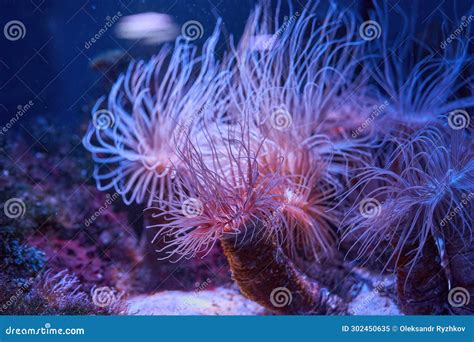 Anemones Coral Reef Underwater Stock Image - Image of tentacles, blue ...