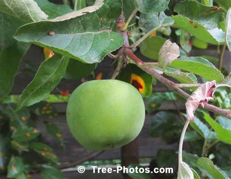 Apple Tree: Luscious Green Cortland Apple | TreePicturesOnline