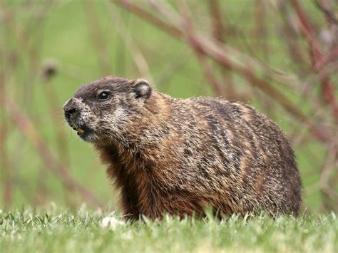 How to Get Rid of Groundhogs: Woodchuck Facts, Photos, Info