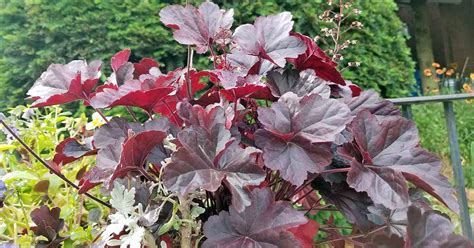 How to Grow and Care for Coral Bells (Heuchera) | Gardener’s Path