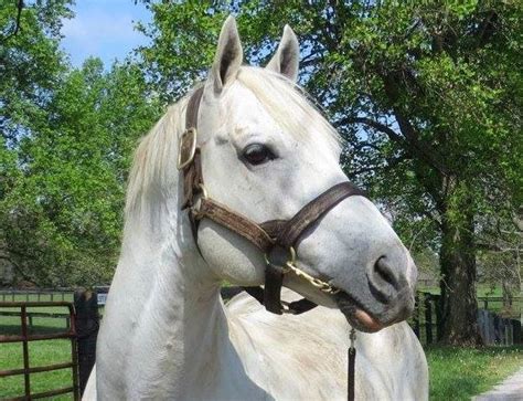 TAPIT - Thoroughbred Horse Racing and Breeding Forums