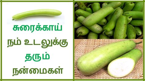 Health Benefits of Bottle gourd in Tamil- suraikkai Benefits | Tamil Dear - YouTube