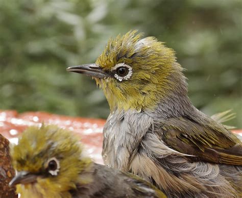 Silvereye • ReWild Perth