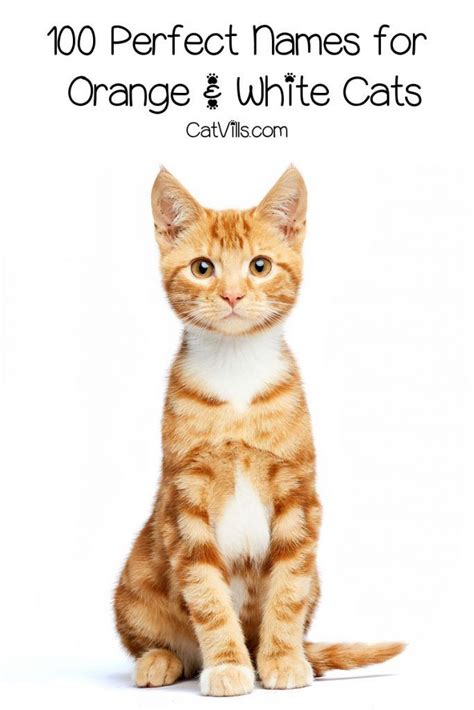 Your cute tabby deserves a very cool moniker, so we've come up with a ...