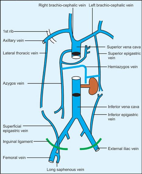 Thoracoepigastric Vein