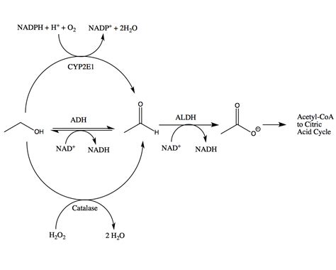 The Biological Pathway – Alcohol Metabolism