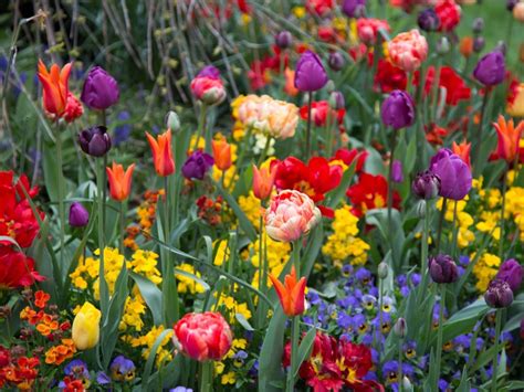 Information On Planting Bulbs In Your Flower Garden