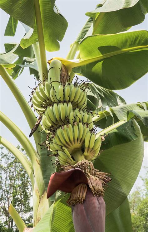 Banana Tree Flower