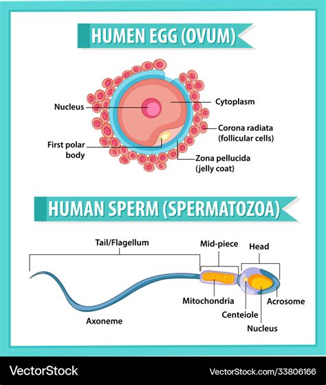 Human egg or ovum structure and sperm Royalty Free Vector