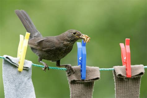 How To Breed Mealworms | Feeding Birds - The RSPB | Bird feeders ...