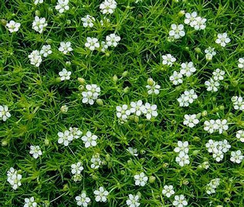 Irish Moss Pearlwort Sagina Subulata Seeds