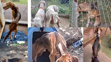 Petition · Justice for Wilson County NC Dogs - United States · Change.org