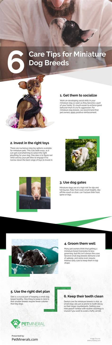 6 Care Tips for Miniature Dog Breeds Infographic