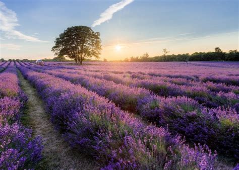 London's Incredible Mayfield Lavender Farm Is A Purple Paradise