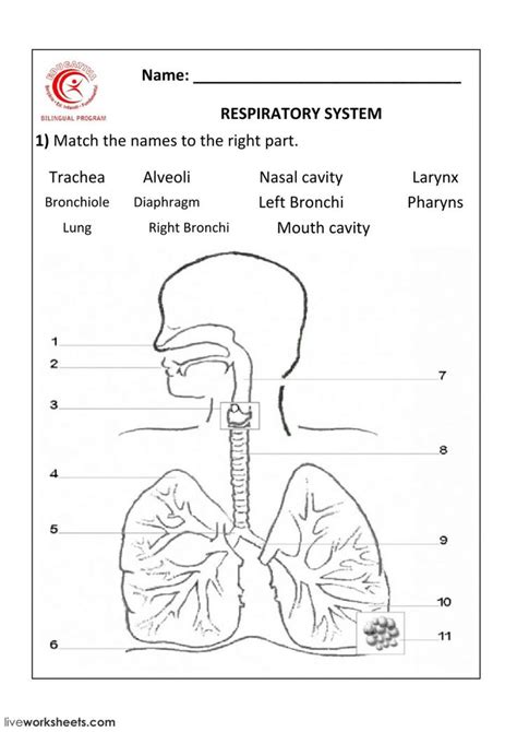 Respiratory System interactive and downloadable worksheet. You can do the exercises online or ...