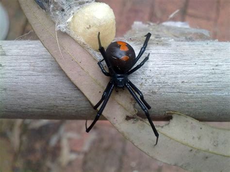 5 Most Venomous Australian Spiders To Avoid With Pictures And Ranked!