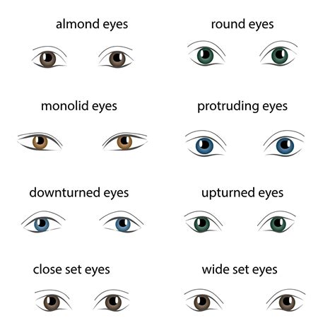 Chart of the different types of eye shapes. | Types of eye shapes ...