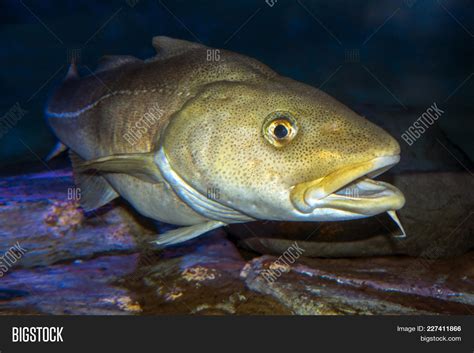 Atlantic Cod, Gadus Image & Photo (Free Trial) | Bigstock