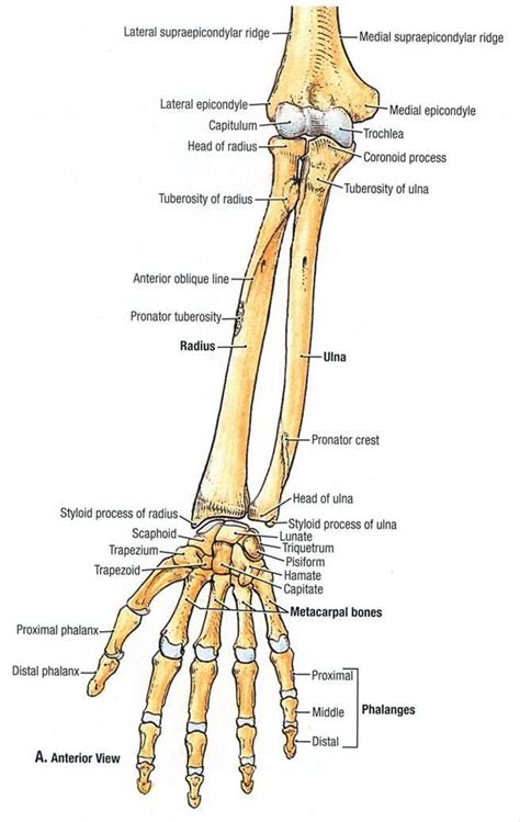 styloid process of radius | Styloid Process Of Radius | nasm in 2019 ...