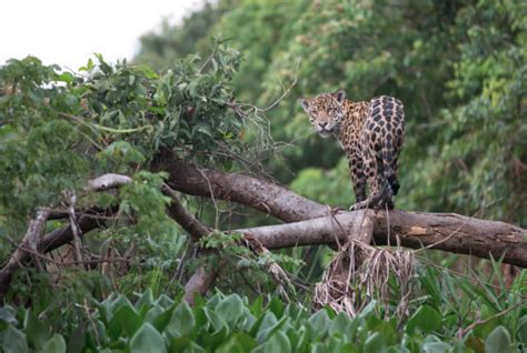 Amazon rainforest biodiversity: Conservation project gap years