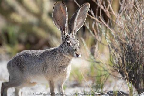 Jack Rabbits - DesertUSA